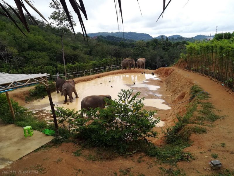 slon u blatu Tajland